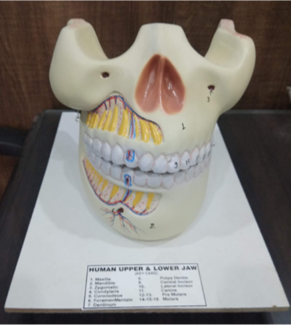 Model of Human 2 Jaws Model of Human 2 Jaws
